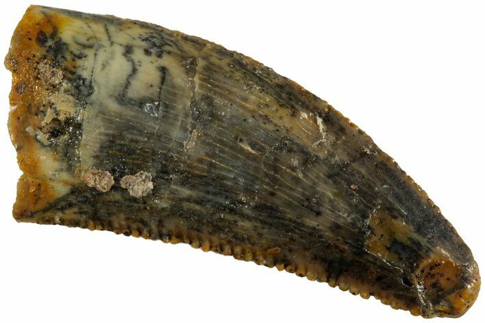 Serrated, Raptor Tooth - Real Dinosaur Tooth #233007